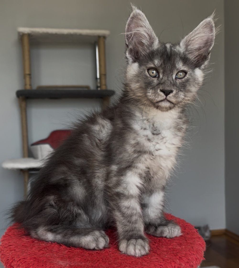 Black Smoke (ns) female Maine Coon graduated kitten