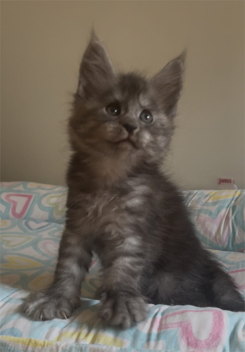 Black Smoke (ns) female Maine Coon graduated kitten