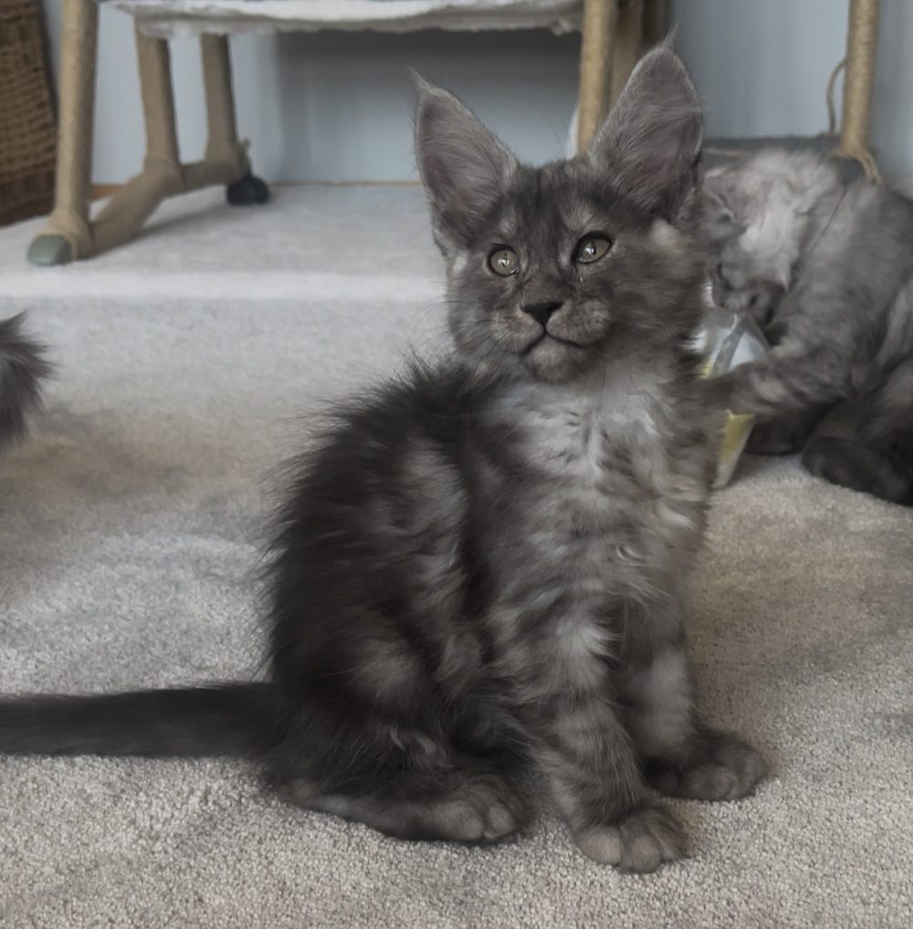 Black Smoke (ns) female Maine Coon graduated kitten