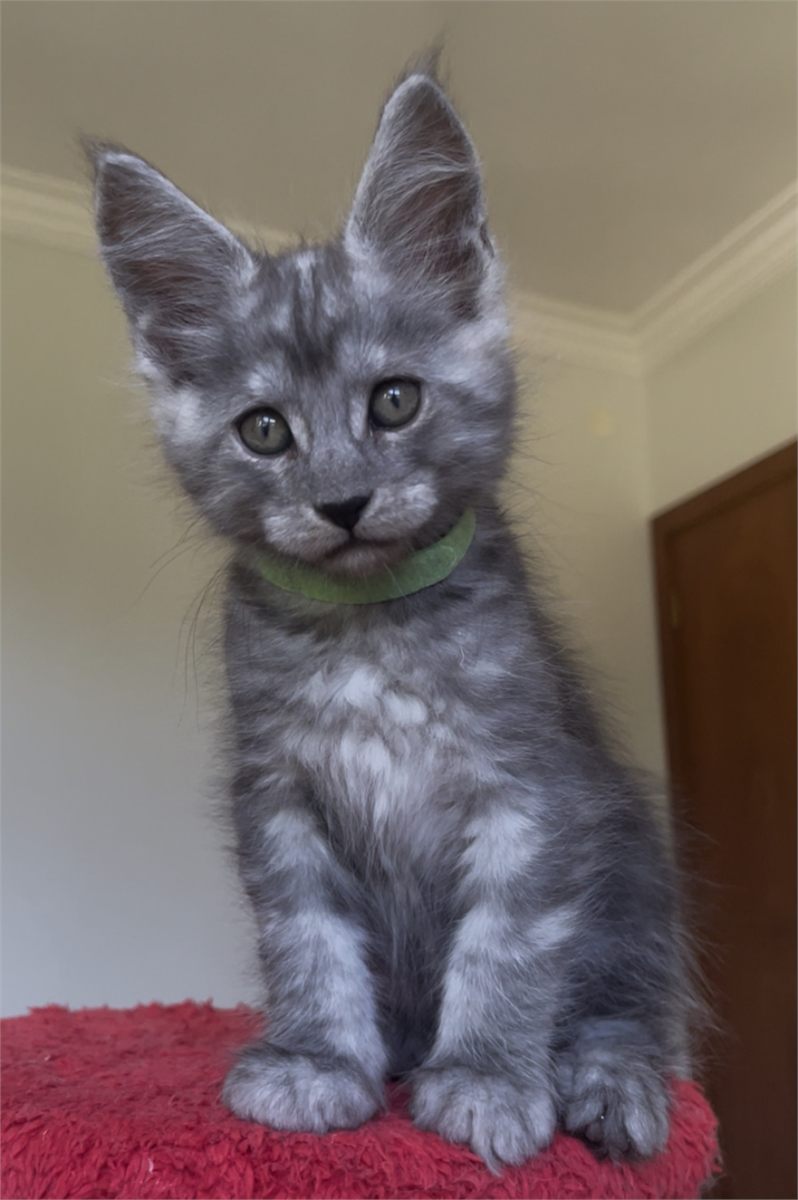 Pale Black Smoke (ns) male Maine Coon graduated kitten