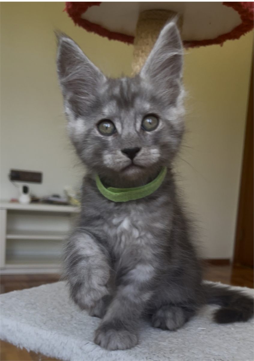 Pale Black Smoke (ns) male Maine Coon graduated kitten