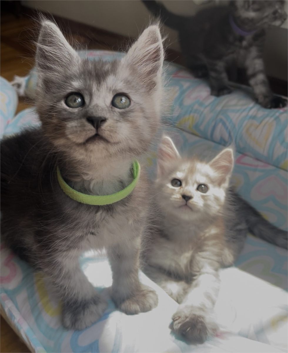 Pale Black Smoke (ns) male Maine Coon graduated kitten
