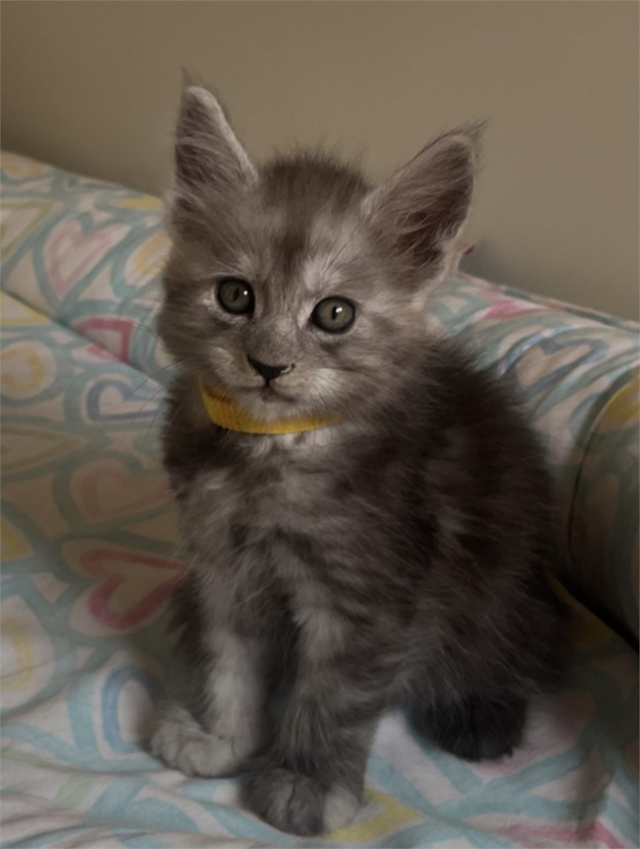 Black Smoke (ns) male Maine Coon graduated kitten