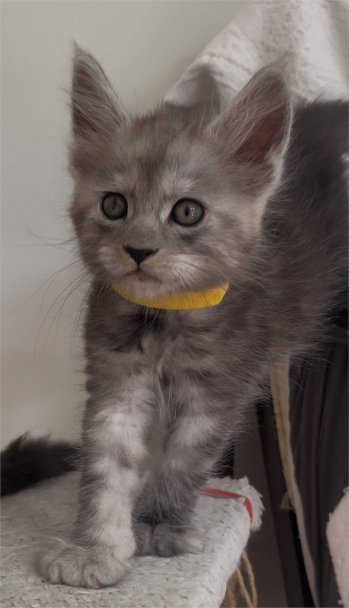 Black Smoke (ns) male Maine Coon graduated kitten