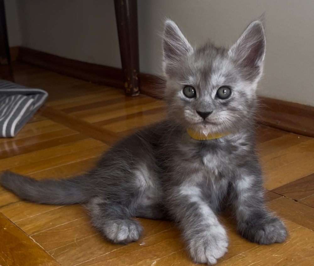 Black Smoke (ns) male Maine Coon graduated kitten