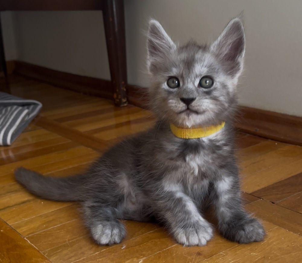 Black Smoke (ns) male Maine Coon graduated kitten