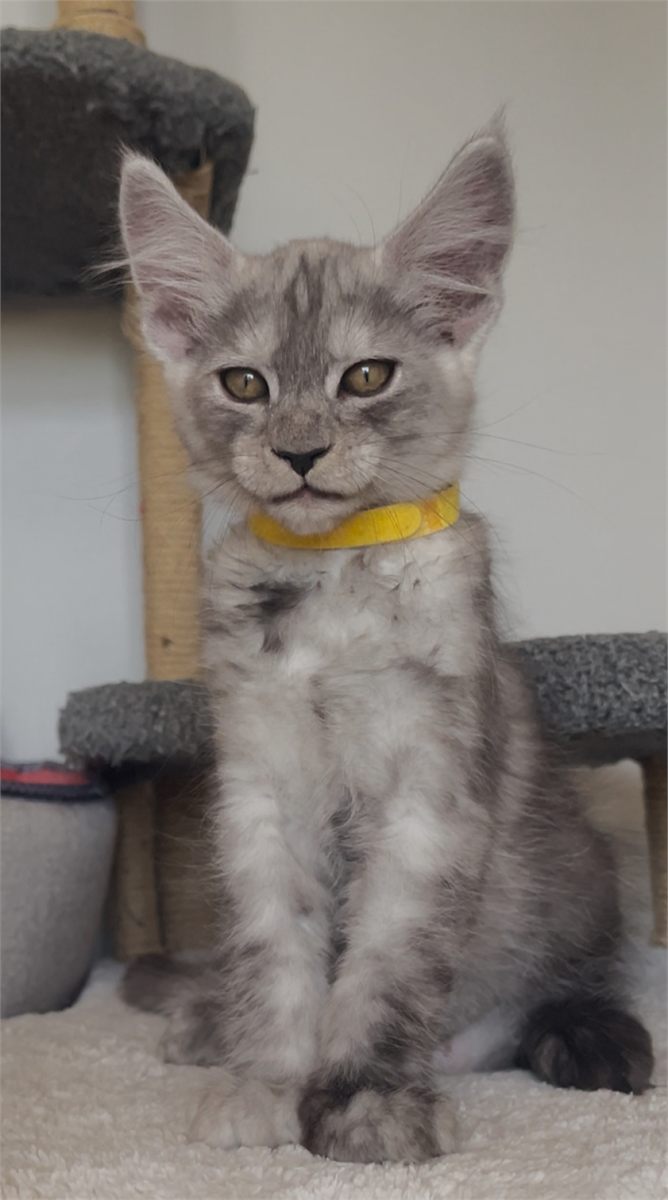 Black Smoke (ns) male Maine Coon graduated kitten