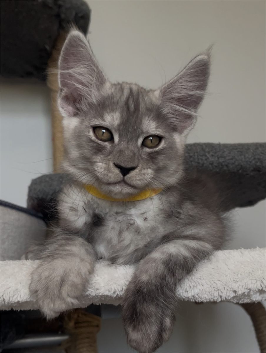 Black Smoke (ns) male Maine Coon graduated kitten