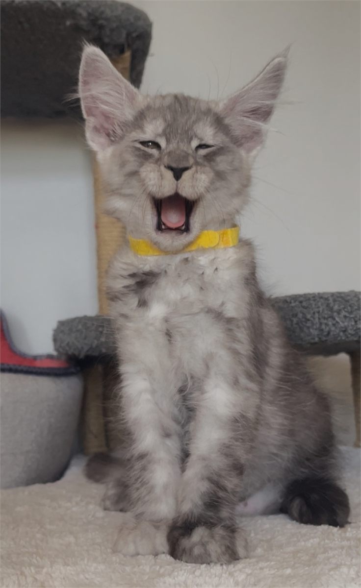 Black Smoke (ns) male Maine Coon graduated kitten