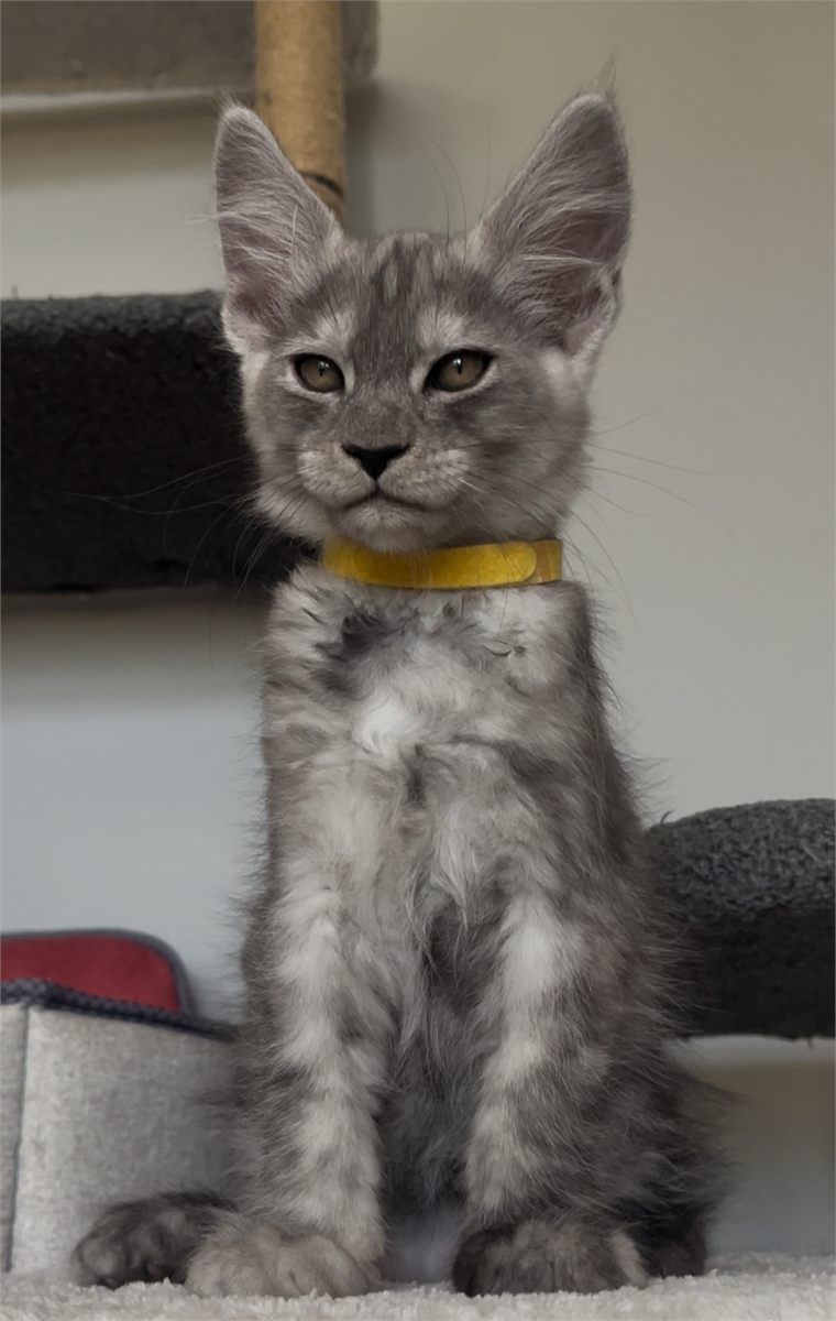 Black Smoke (ns) male Maine Coon graduated kitten