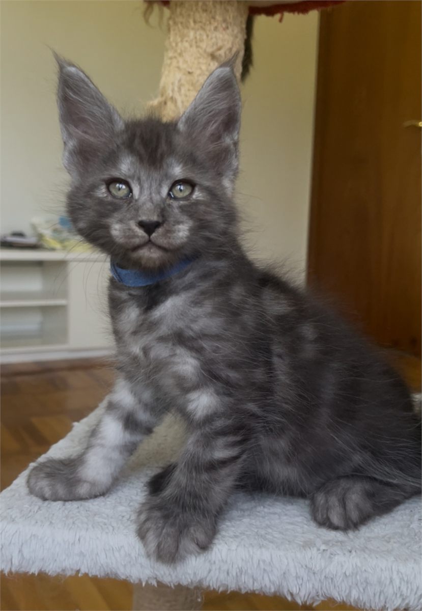 Black Smoke (ns) male Maine Coon graduated kitten