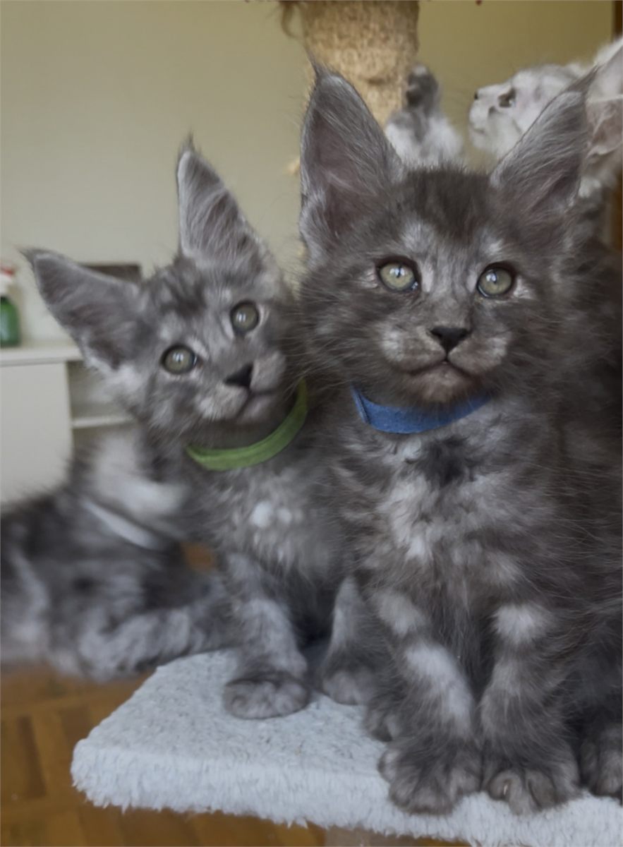 Black Smoke (ns) male Maine Coon graduated kitten