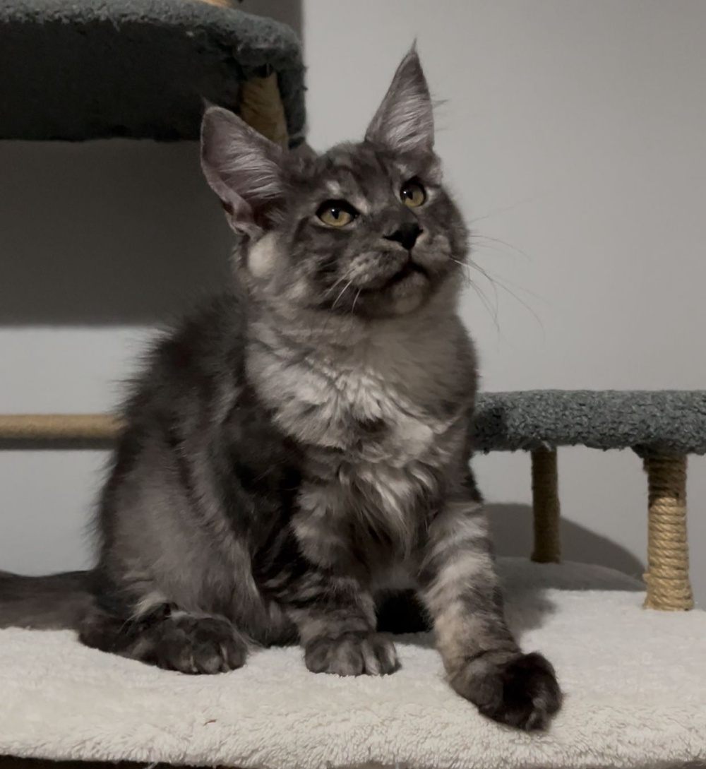 Black Smoke (ns) male Maine Coon graduated kitten