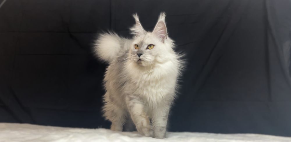 Black Smoke Shaded (ns11) female Maine Coon parent