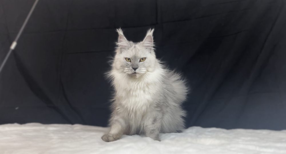 Black Smoke Shaded (ns11) female Maine Coon parent