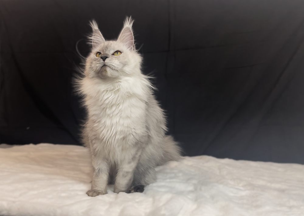Black Smoke Shaded (ns11) female Maine Coon parent