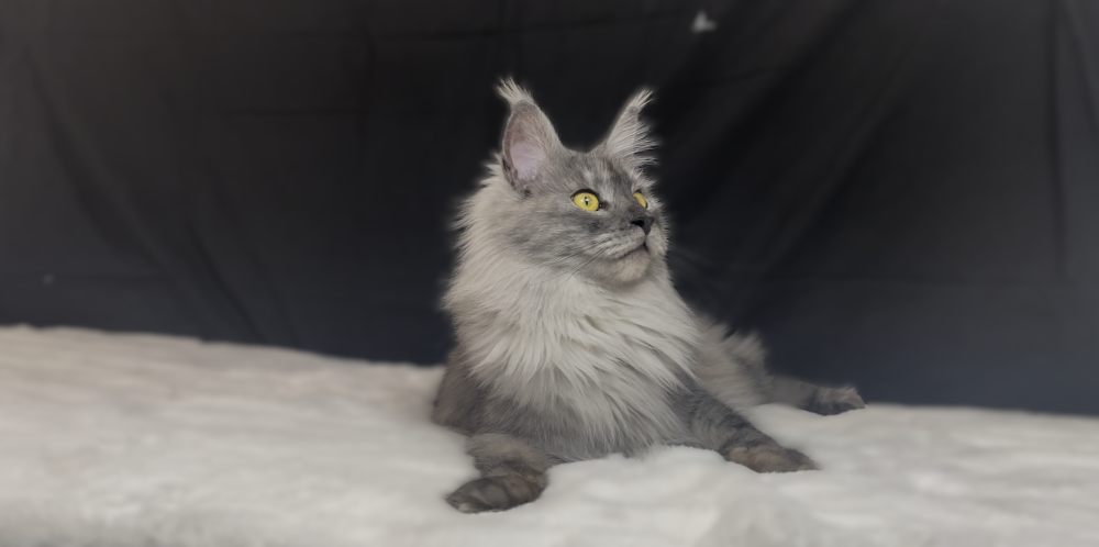 Black Smoke Shaded Line (ns) female Maine Coon parent