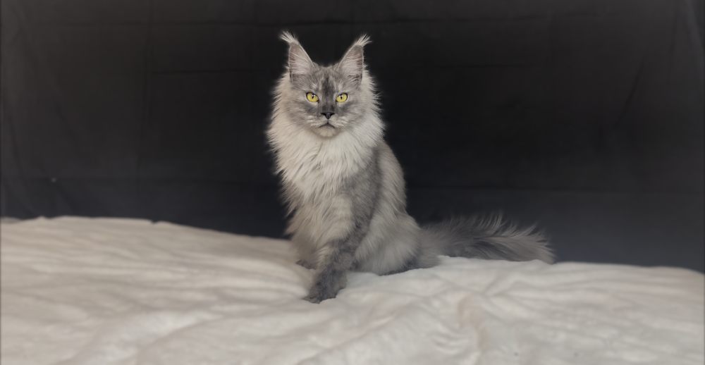 Black Smoke Shaded Line (ns) female Maine Coon parent
