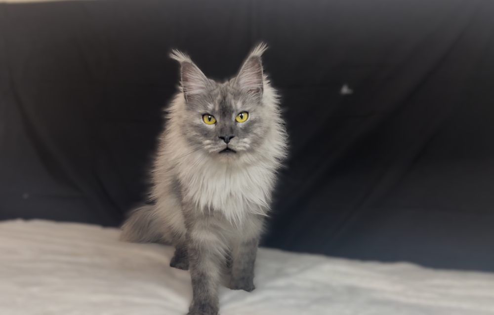 Black Smoke Shaded Line (ns) female Maine Coon parent