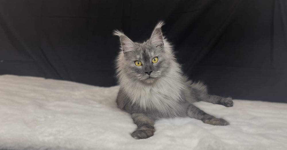 Black Smoke Shaded Line (ns) female Maine Coon parent