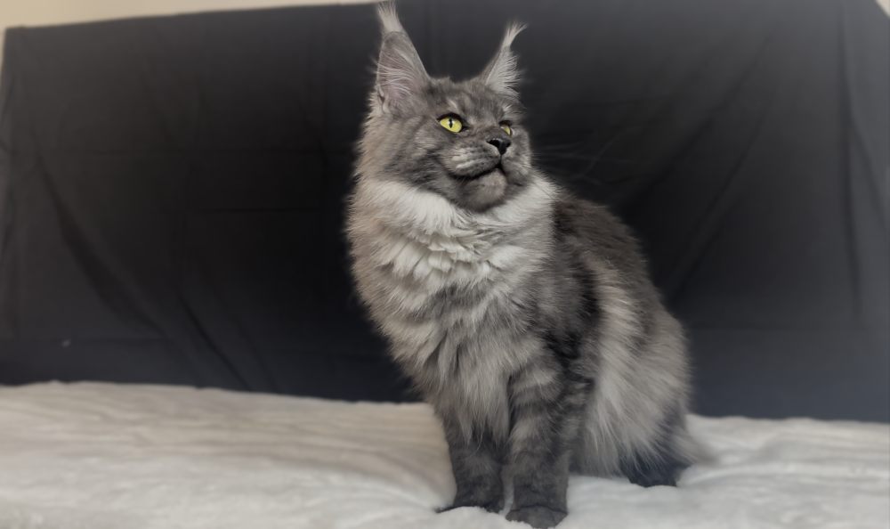 Black Smoke (ns) female Maine Coon parent