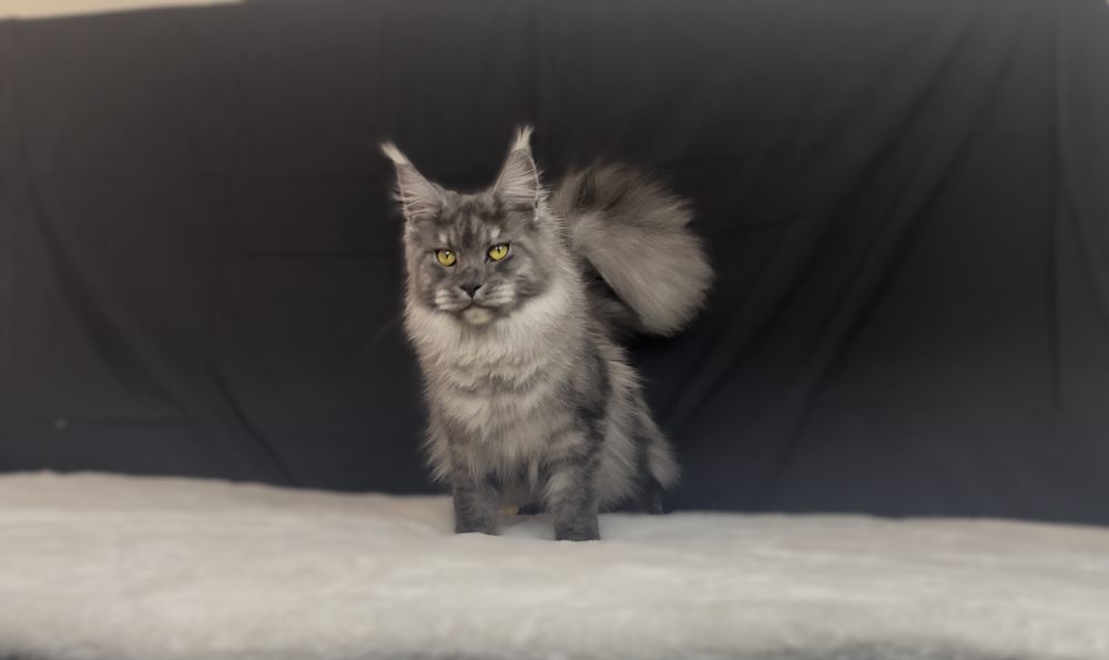 Black Smoke (ns) female Maine Coon parent