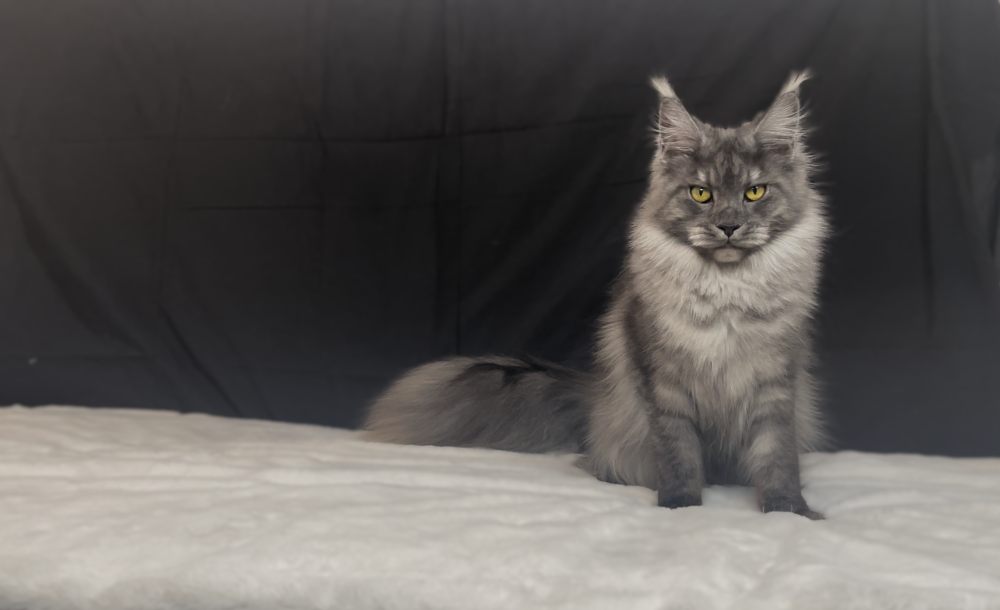 Black Smoke (ns) female Maine Coon parent