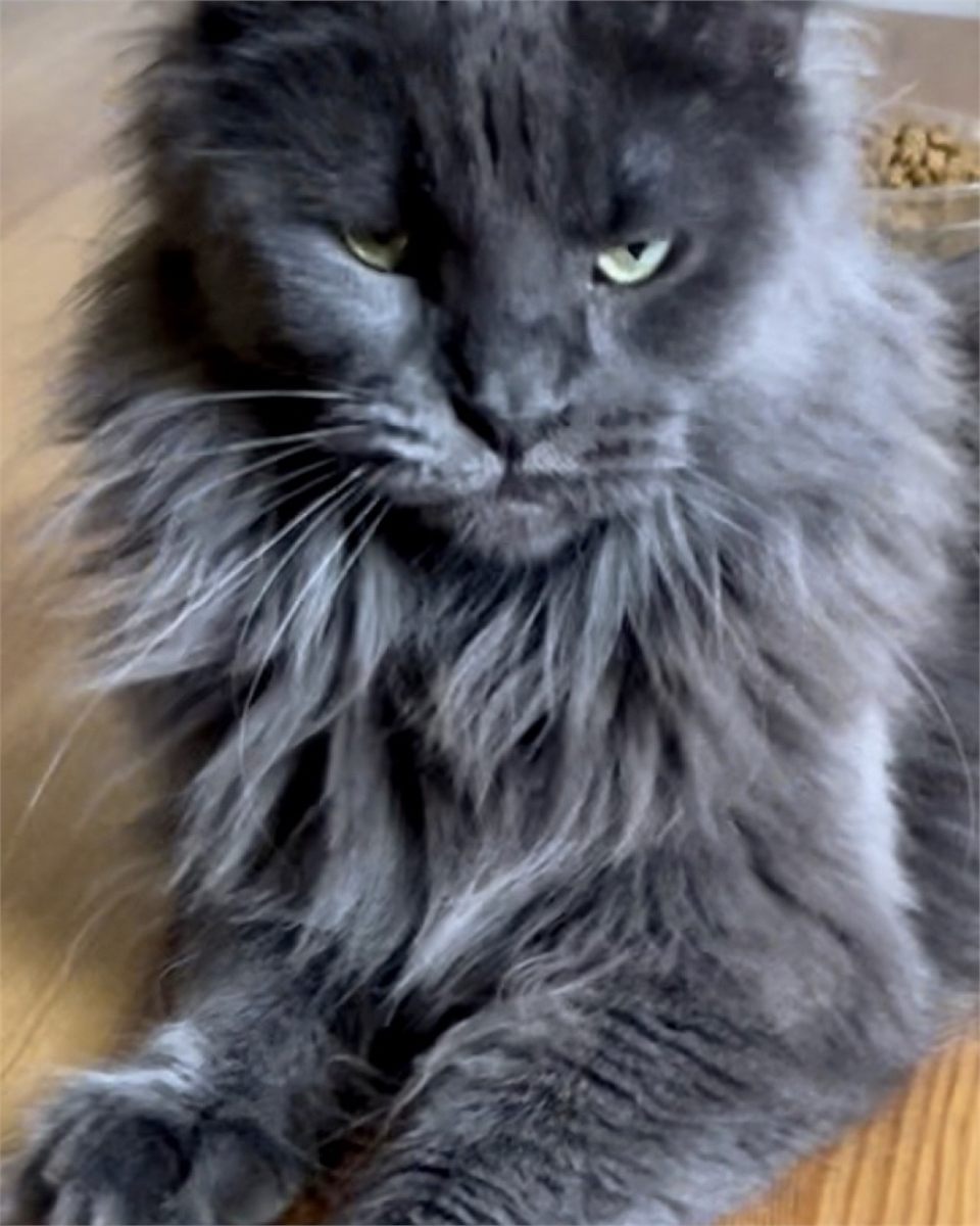 Greta (Emekli Kraliçemiz)