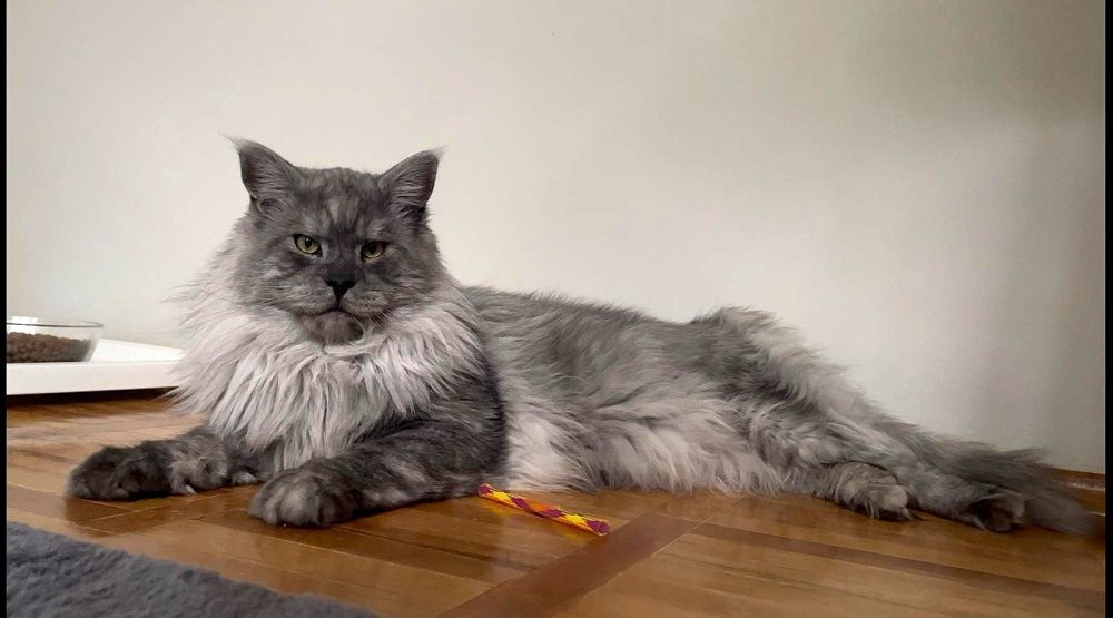 Pale Black Smoke (ns) male Maine Coon parent