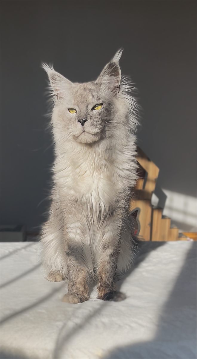 Black Smoke Shaded Line (ns) male Maine Coon parent