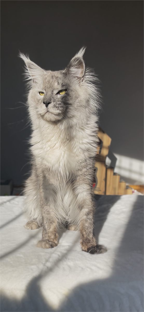 Black Smoke Shaded Line (ns) male Maine Coon parent