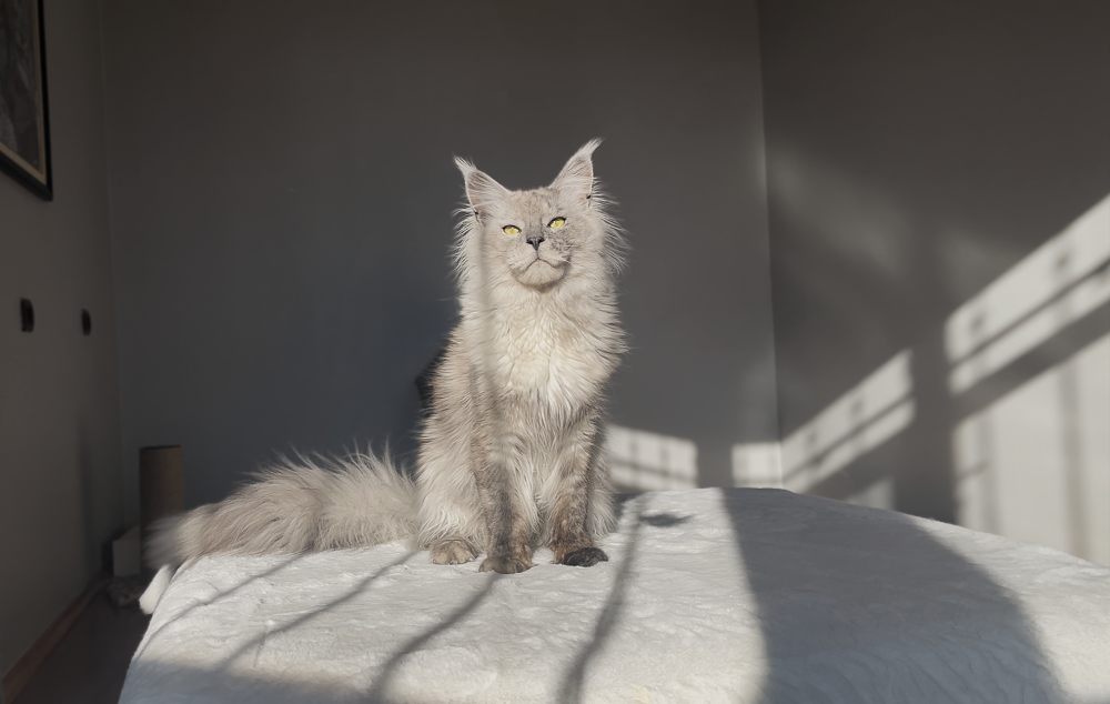 Black Smoke Shaded Line (ns) male Maine Coon parent