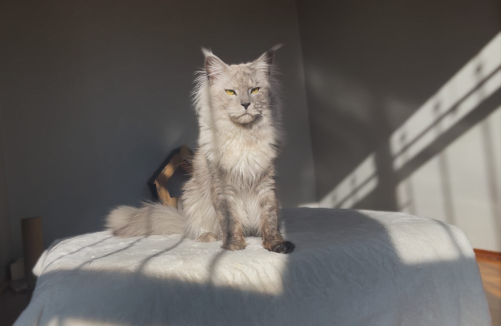 Black Smoke Shaded Line (ns) male Maine Coon parent