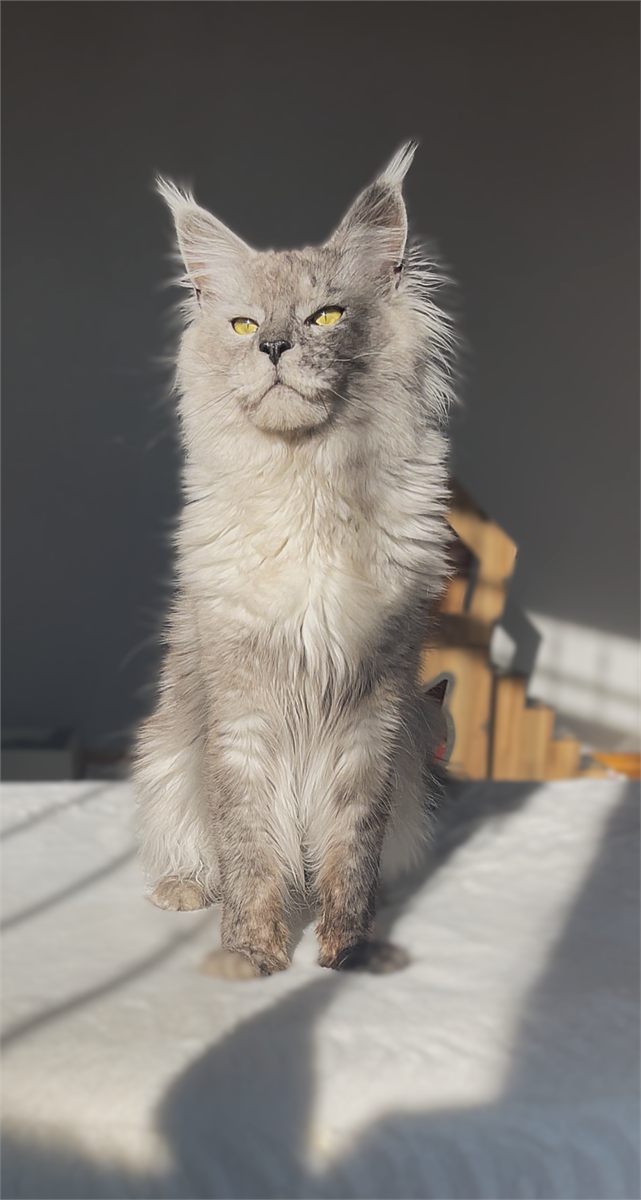 Black Smoke Shaded Line (ns) male Maine Coon parent