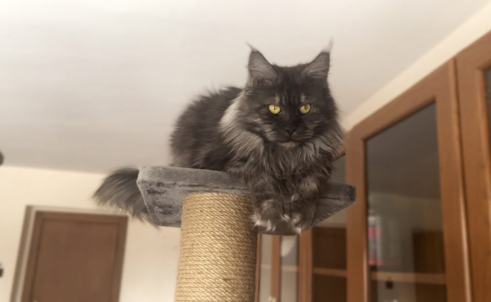 Black Smoke (ns) female Maine Coon parent