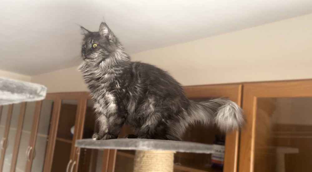 Black Smoke (ns) female Maine Coon parent