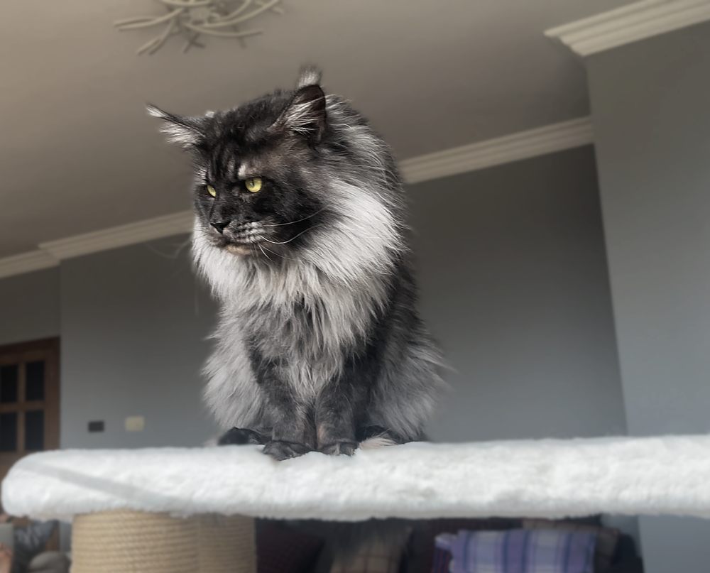 Black Smoke (ns) male Maine Coon parent