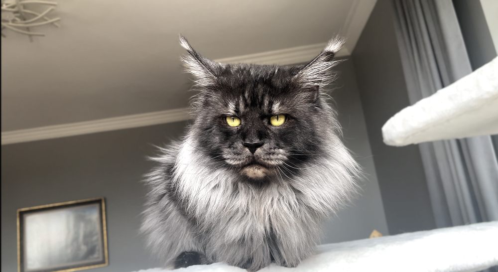 Black Smoke (ns) male Maine Coon parent