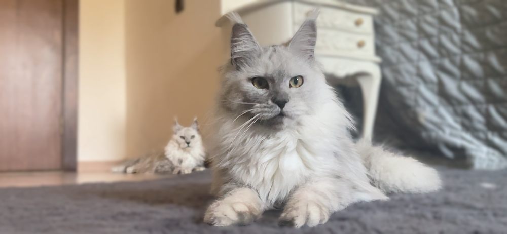 Black Smoke Shaded (ns11) female Maine Coon parent
