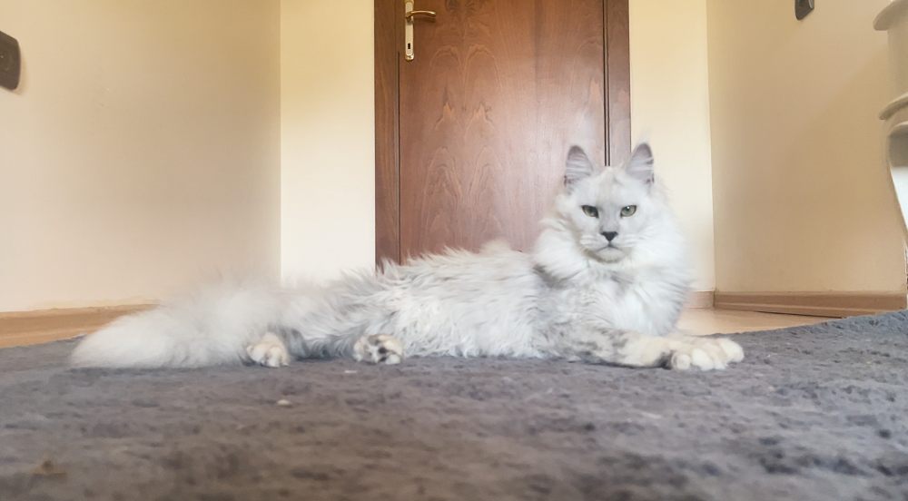 Black Smoke Shell (ns12) female Maine Coon parent