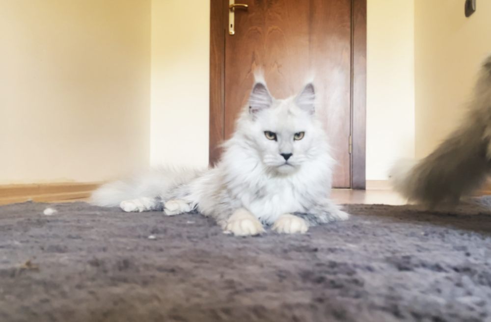 Black Smoke Shell (ns12) female Maine Coon parent
