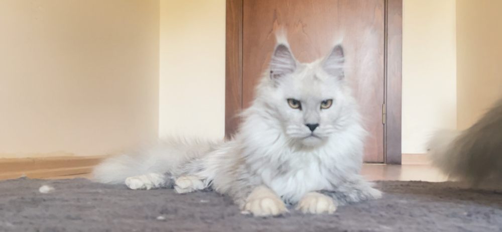 Black Smoke Shell (ns12) female Maine Coon parent