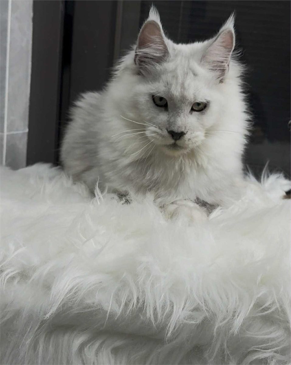 Black Smoke Shell (ns12) female Maine Coon parent