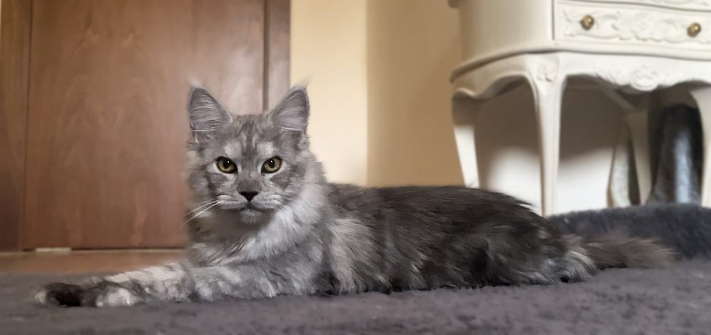 Pale Black Smoke (ns) female Maine Coon parent