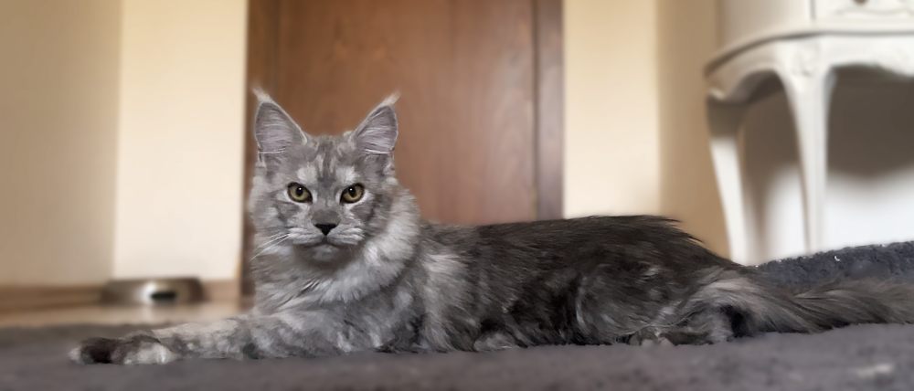 Pale Black Smoke (ns) female Maine Coon parent