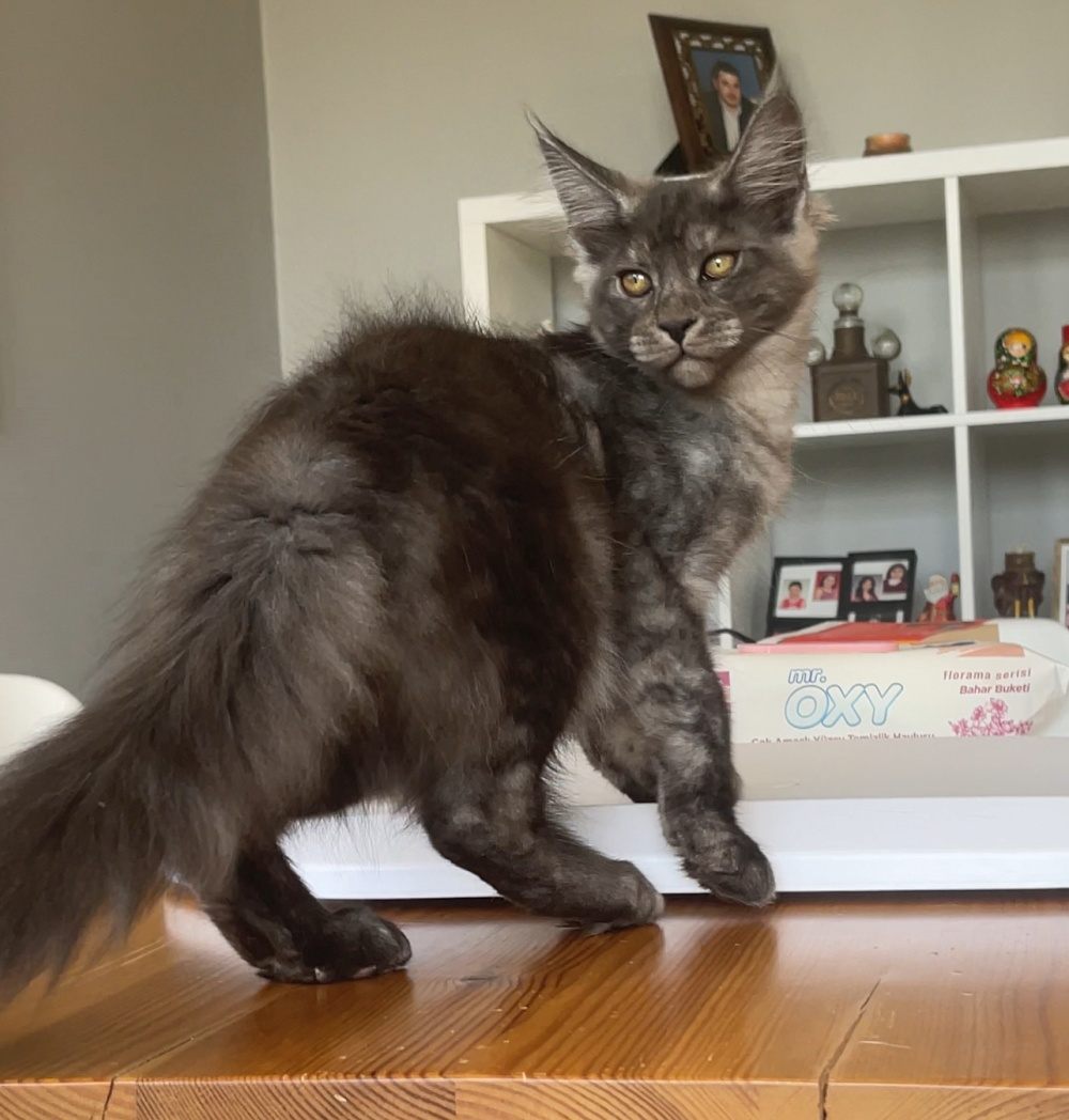 Black Smoke (ns) female Maine Coon parent