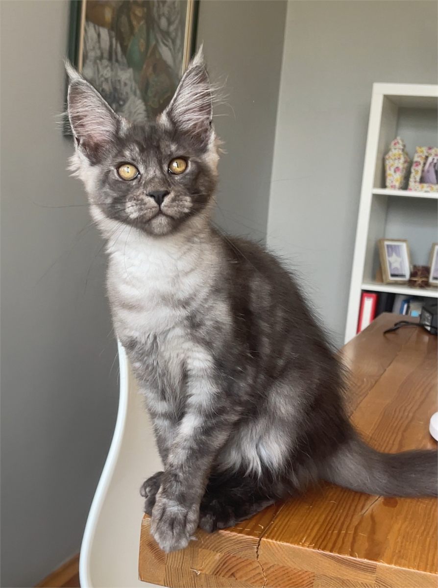 Black Smoke (ns) female Maine Coon parent