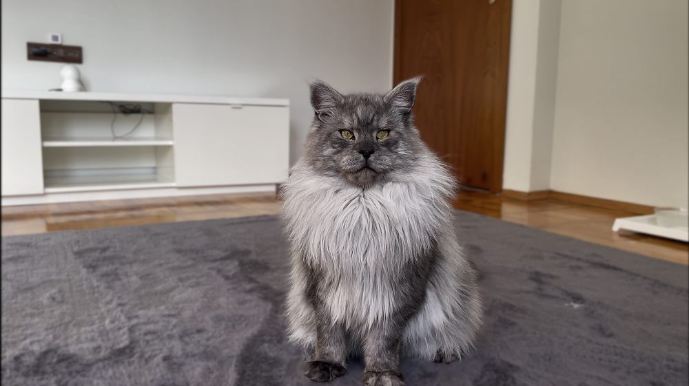 Pale Black Smoke (ns) male Maine Coon parent