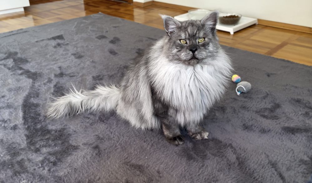 Pale Black Smoke (ns) male Maine Coon parent