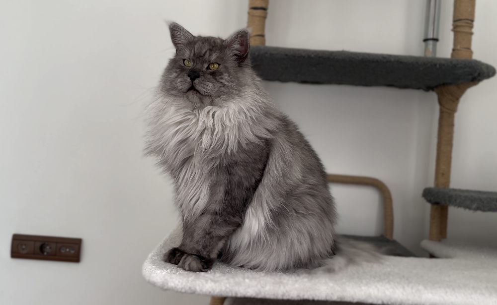 Pale Black Smoke (ns) male Maine Coon parent